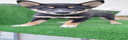 Shiba Inu perros en venta: Shiba Inu - Anuncio 5
