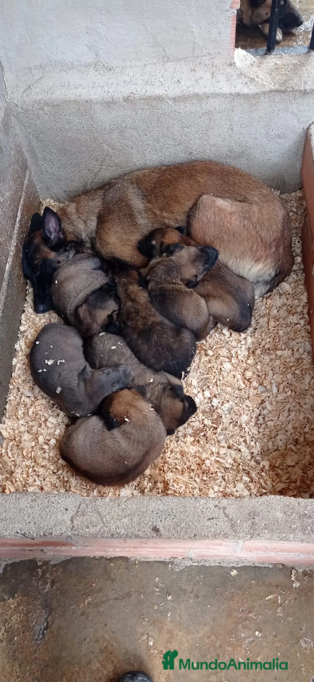Pastor Belga Malinois perros en venta: Pastor belga  - Anuncio 4
