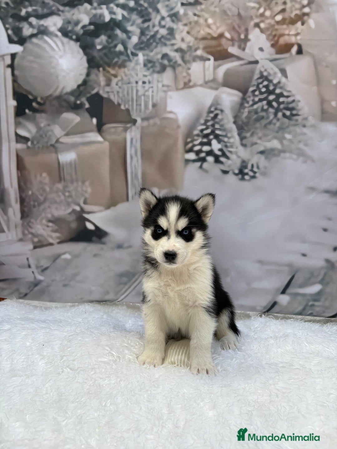 Husky Siberiano perros en venta: Cachorros husky siberianos  - Anuncio 10
