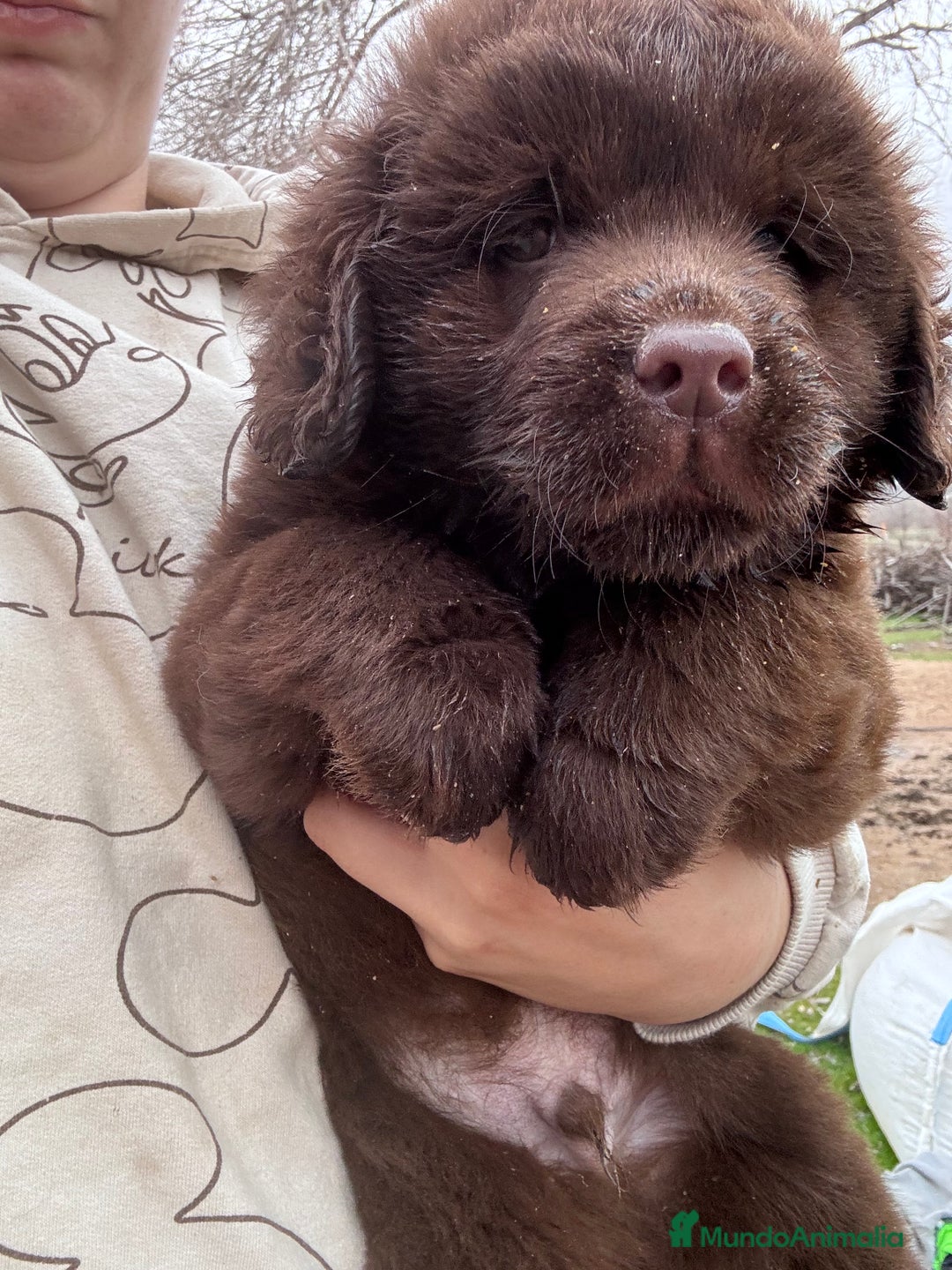 Labrador Retriever perros en venta: Labrador RETRIEVER hembra  - Anuncio 2