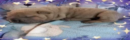 Shar Pei perros en venta: ‼️‼️Preciosa camada de minipeis - Anuncio 3