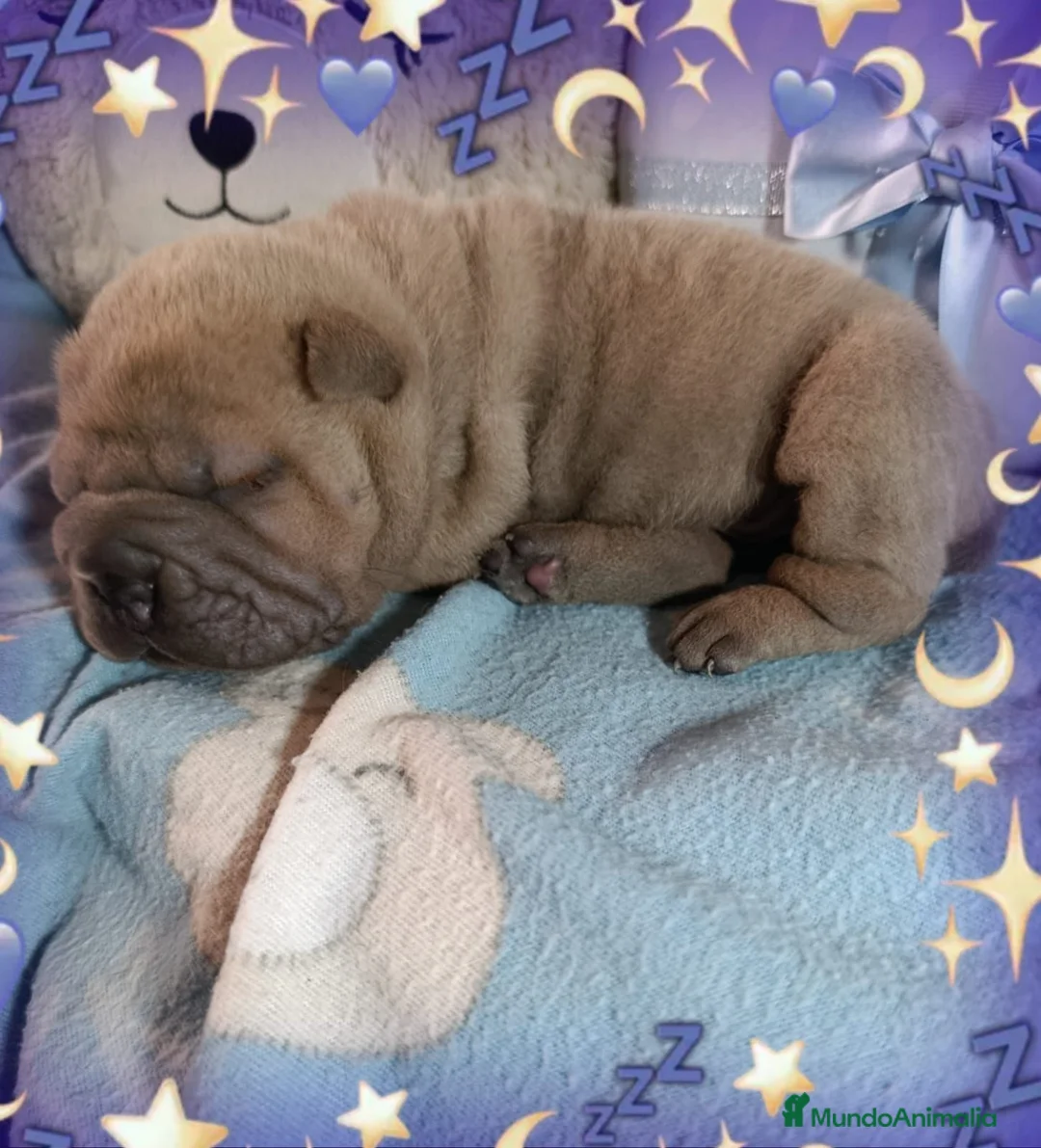 Shar Pei perros en venta: ‼️‼️Preciosa camada de minipeis - Anuncio 3