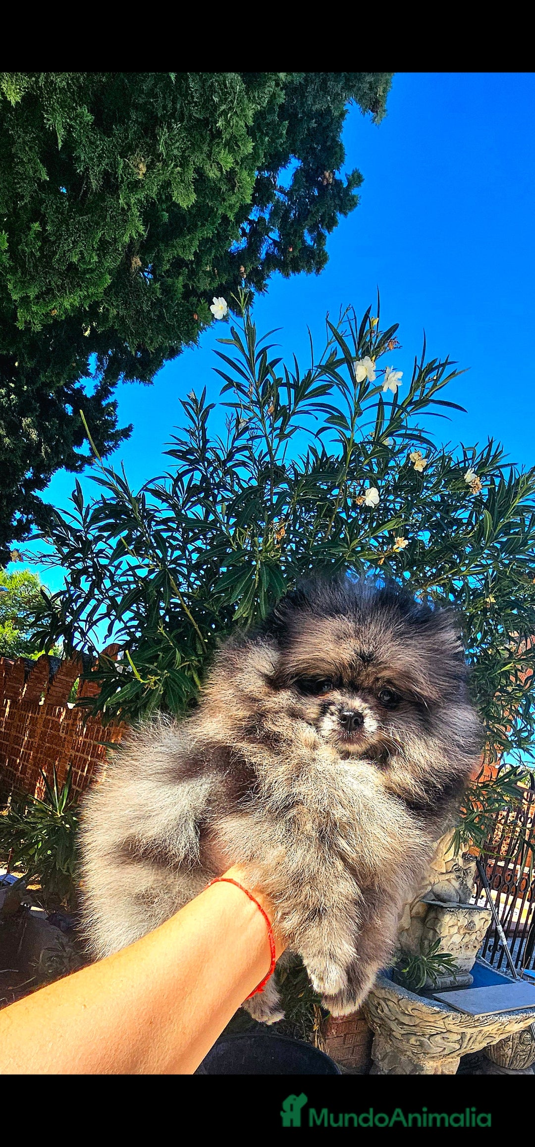 Pomerania perros en venta: Pomerania merle  - Imagen 6