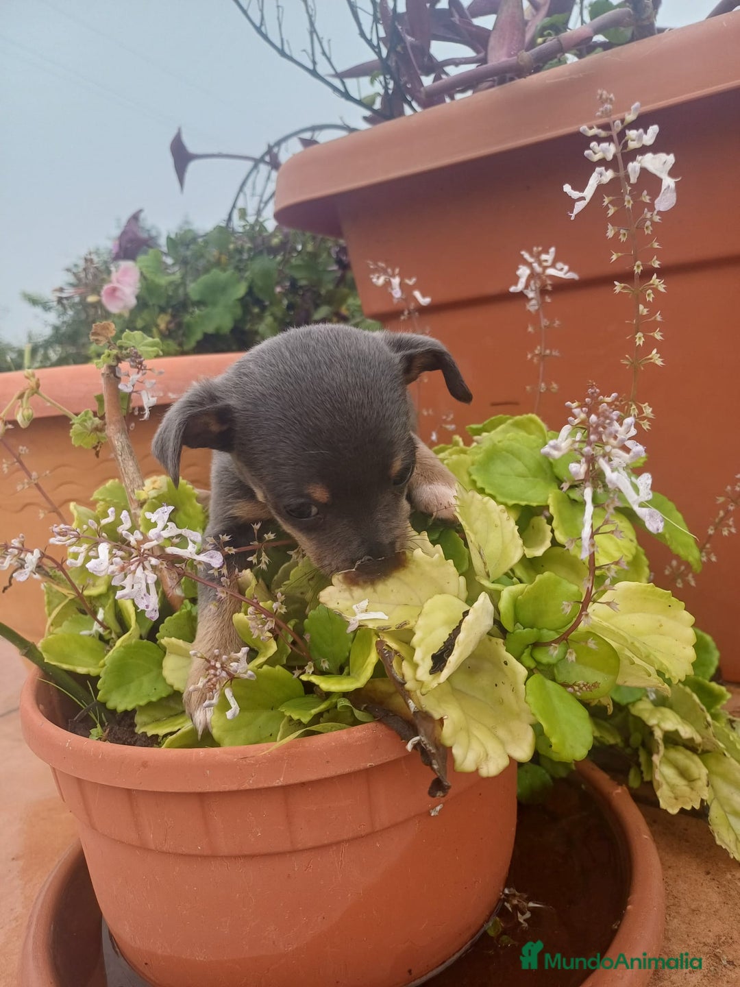 Chihuahua perros en venta: Hembra chihuahua blue  - Anuncio 2