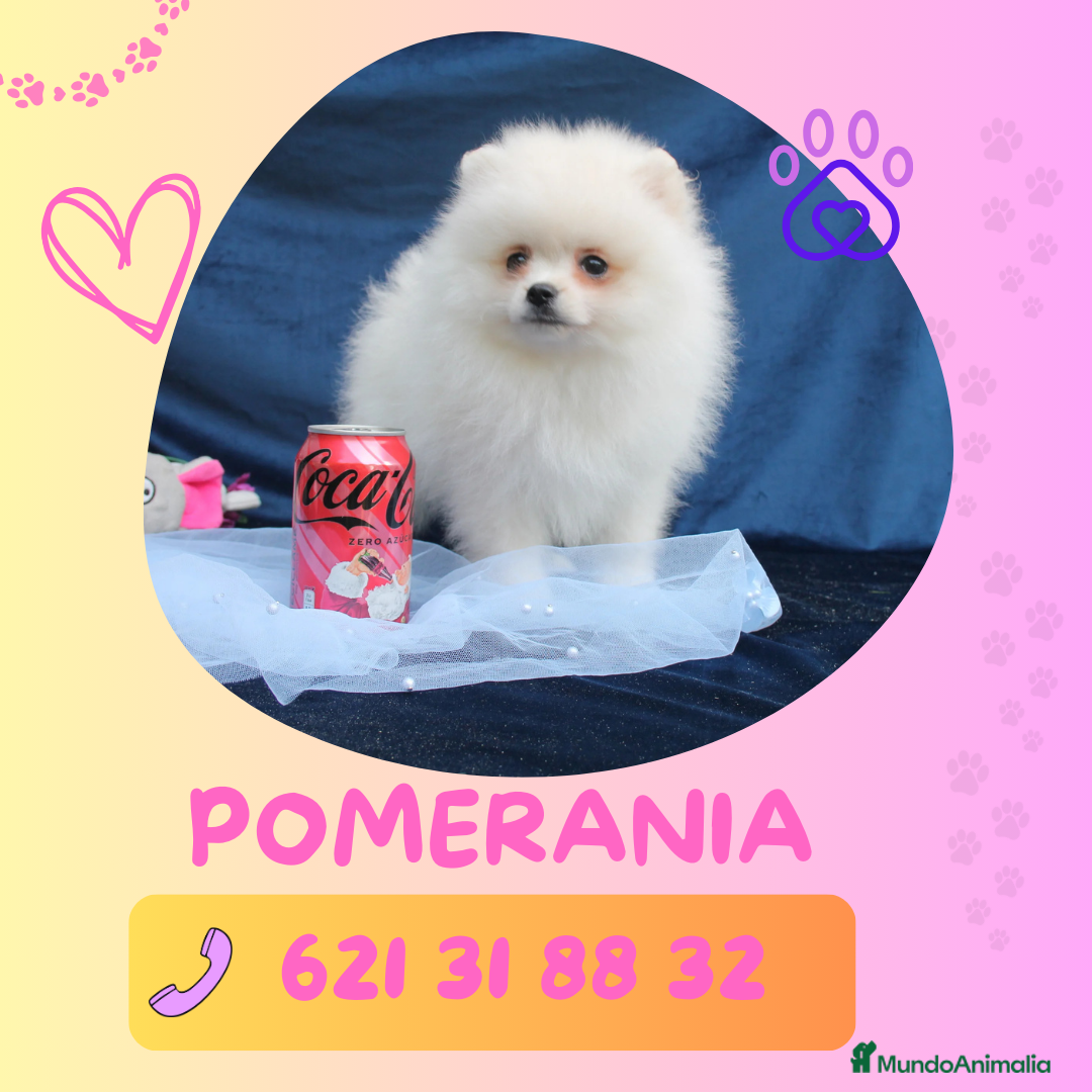 Pomerania perros Pomeranias enanos carita de osito 🧸 - Anuncio 1