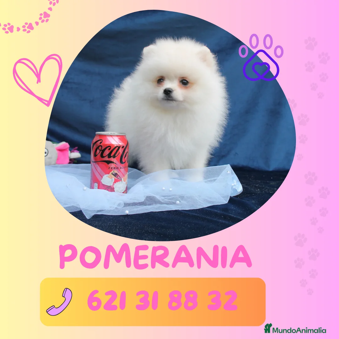 Pomerania perros en venta: Pomeranias enanos carita de osito 🧸 - Anuncio 1