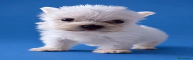 Bichón Maltés 3