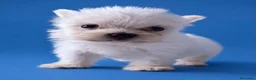 Bichón Maltés perros en venta: Bichon Maltes toy  - Anuncio 8