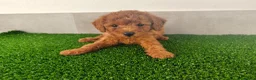 Caniche Toy perros en venta: Caniches toy - Anuncio 30