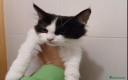 Maine Coon gatos en venta: Gatita  - Imagen 2