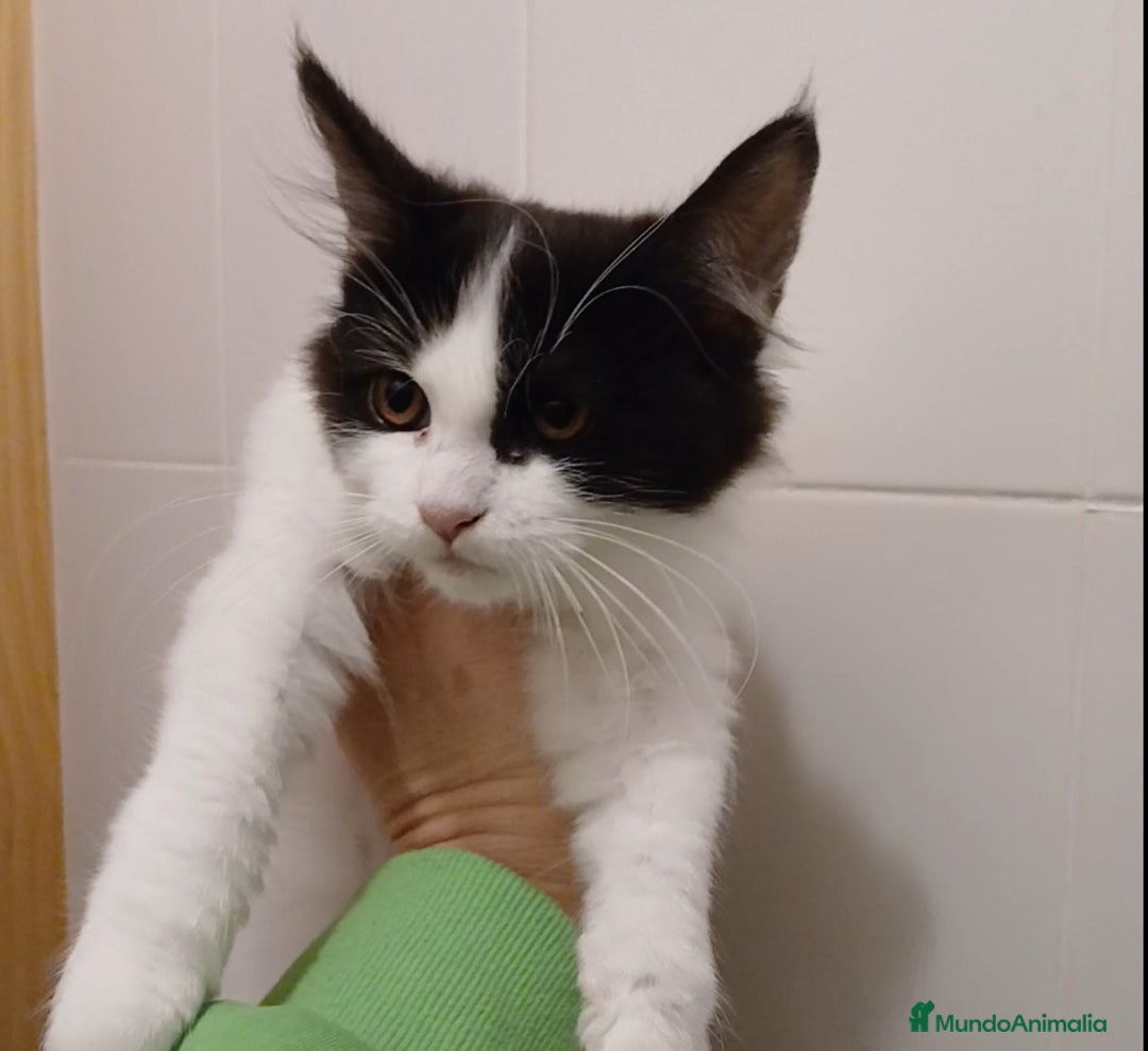 Maine Coon gatos en venta: Gatita  - Imagen 2