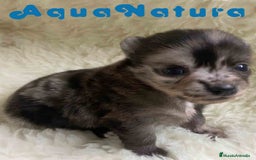 Pomchi perros en venta: Pomchi Hembra 1 de Aspi y Manchitas AQUANATURA - Imagen 1