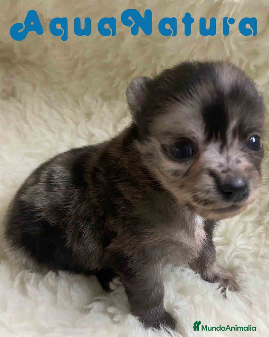 Pomchi perros en venta: Pomchi Hembra 1 de Aspi y Manchitas AQUANATURA - Imagen 1