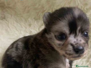 Pomchi perros Pomchi Hembra 1 de Aspi y Manchitas AQUANATURA - Anuncio 4