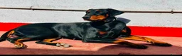Dobermann perros en venta: Doberman  - Anuncio 2
