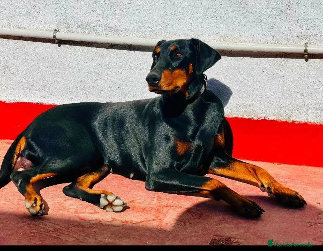 Dobermann perros en venta: Doberman  - Anuncio 2