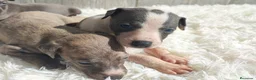 Whippet perros en venta: WHIPPET Hembra - Anuncio 6