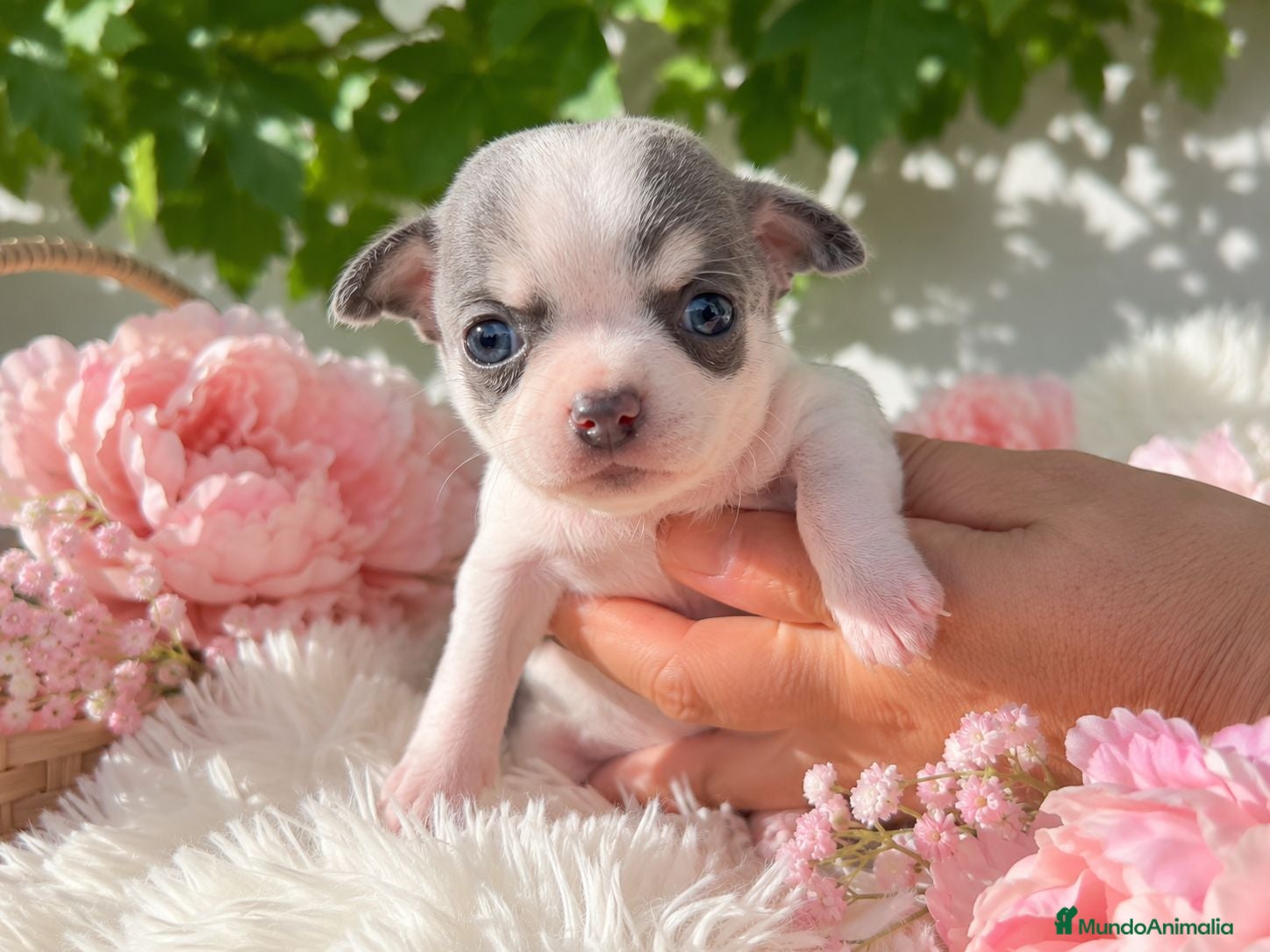 Chihuahua perros CHIHUAHUA - BLUE  - Anuncio 2