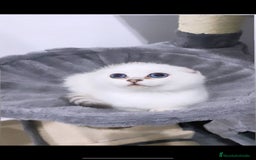 Scottish Fold gatos en venta: Cachorro scottish fold silver - Imagen 1