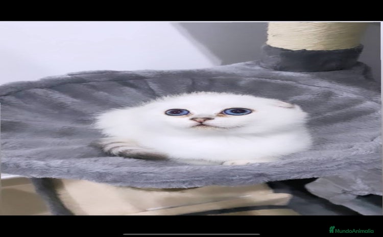 Scottish Fold gatos - Anuncio 1