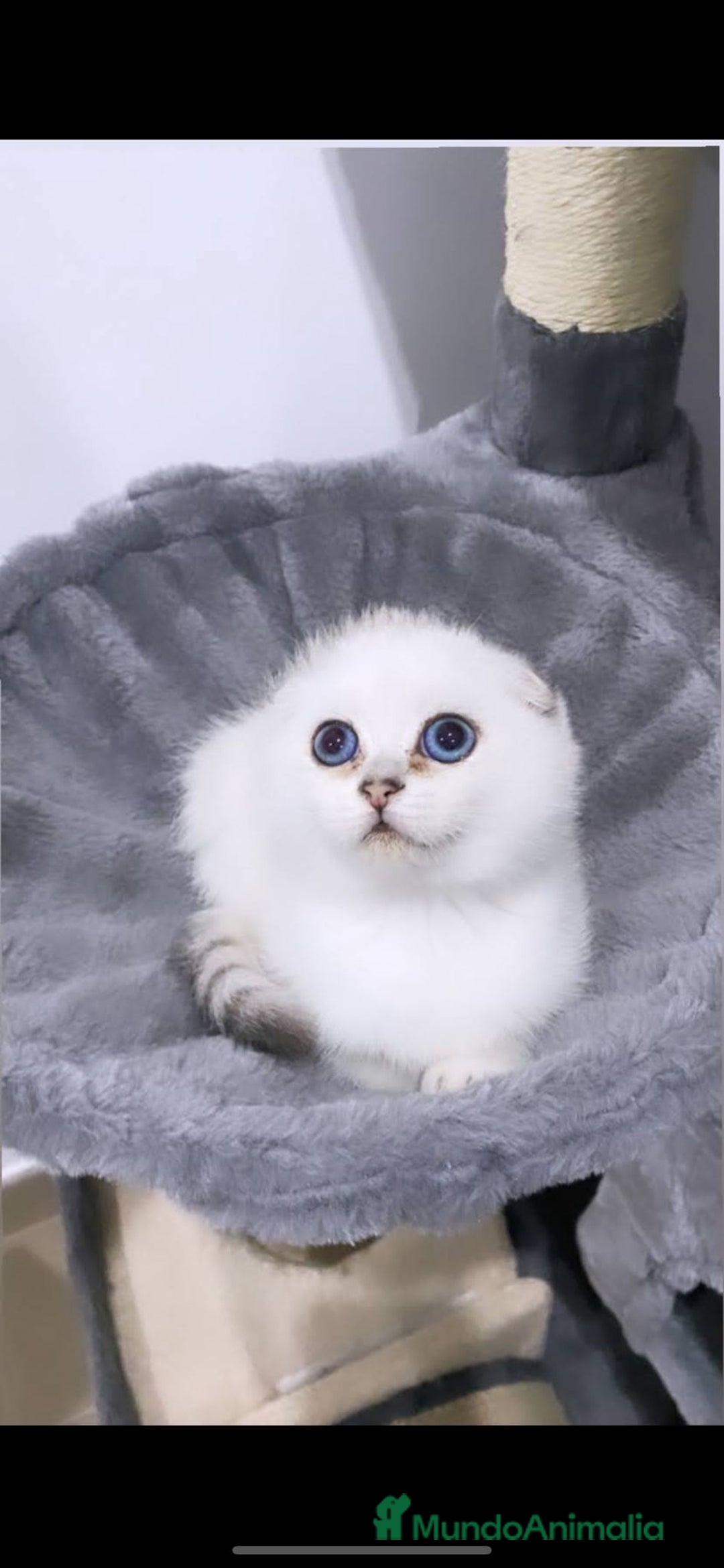 Scottish Fold gatos en venta: Cachorro scottish fold silver - Imagen 1