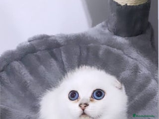 Scottish Fold gatos - Anuncio 8