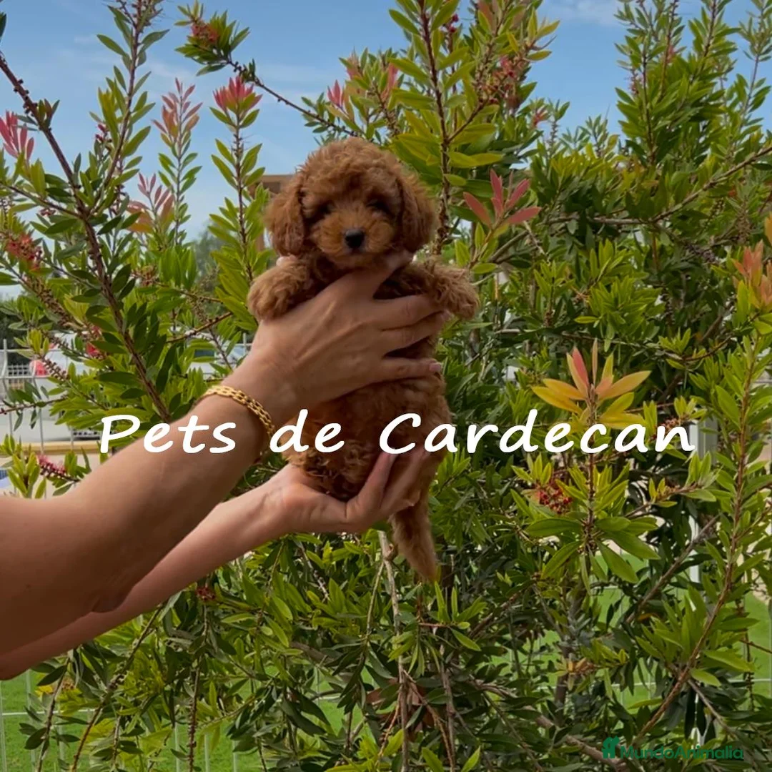 Caniche Toy perros en venta: CANICHE TOY APRICOT MACHO  - Anuncio 2