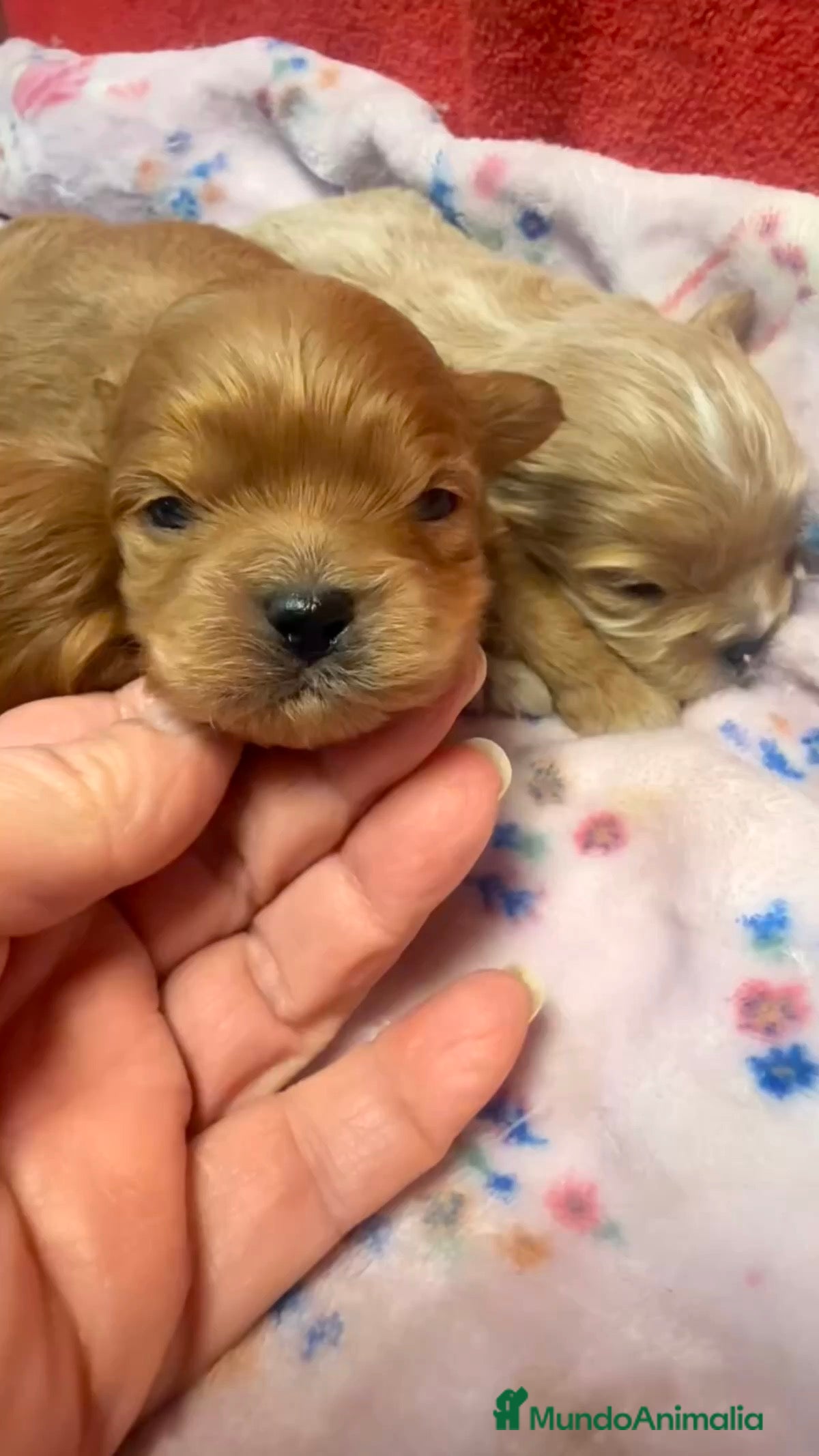 Shihpoo perros ShihPoo Cachorrotos dorados y rojos - Anuncio 1