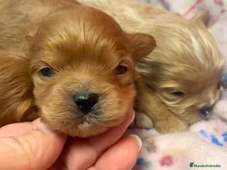 Shihpoo perros ShihPoo Cachorritos dorados y rojos - Anuncio 2