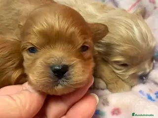 Shihpoo perros ShihPoo Cachorritos dorados y rojos - Anuncio 2