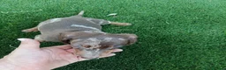 Teckel Miniatura perros en venta: Precioso Machito Teckel Arlequin Chocolate - Anuncio 2