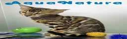 Bengalí gatos en venta: Bengali Hembra de Bengala y Marbel 1888 AQUANATURA - Anuncio 9