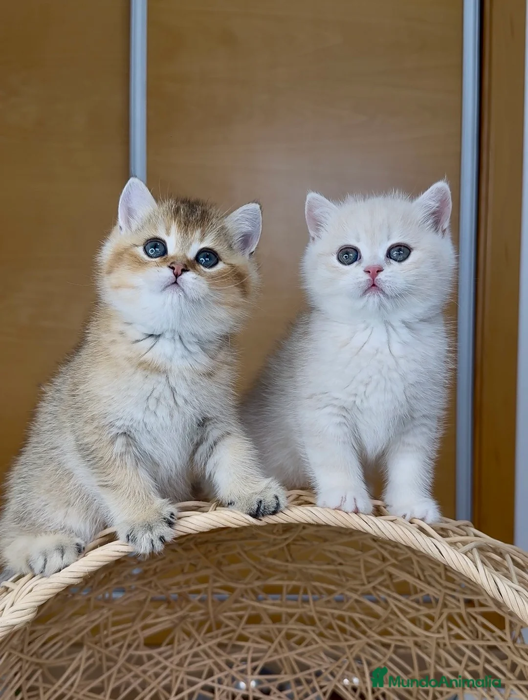 Británico de Pelo Corto gatos en venta: ✨ Últimos dos hermanitos disponibles ✨ - Anuncio 21