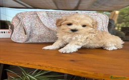Maltipoo perros en venta: Maltipoo macho disponible !!! - Imagen 2