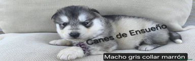 Husky Siberiano Cachorro 3