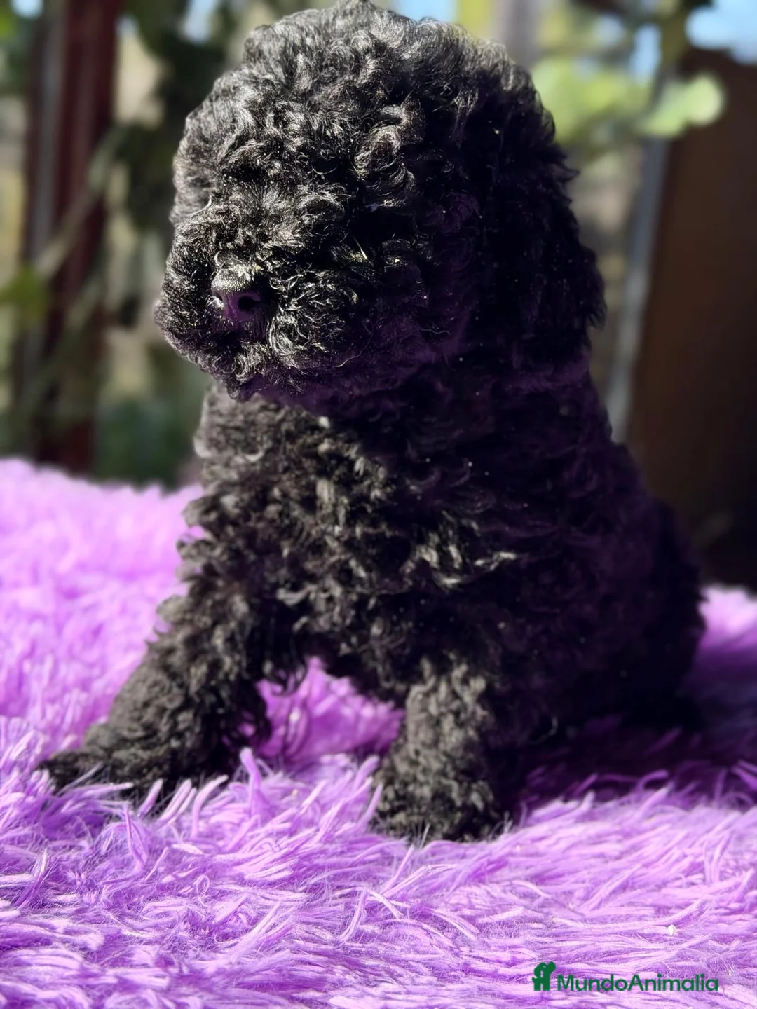 Caniche Toy perros en venta: CANICJE TOY NEGRA DISPONIBLE CALIDAD - Anuncio 2