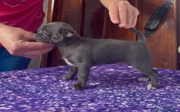 Chihuahua perros en venta: Excelentes chihuahuas azules - Imagen 5