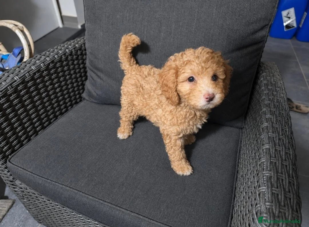 Caniche Toy perros en venta: 🐩  Cachorros Caniche Toy  🐾 - Anuncio 10