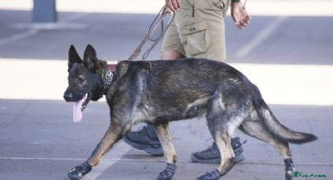 Pastor Alemán perros en adopcion: Hembras adorables  - Anuncio 2