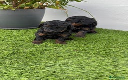 Caniche Toy perros en venta: CANICHE TOY HEMBRA - Imagen 13
