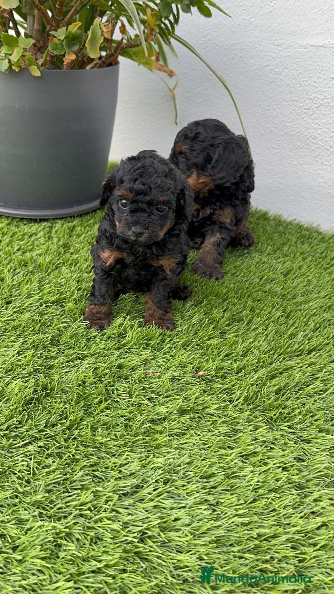 Caniche Toy perros en venta: CANICHE TOY HEMBRA - Imagen 13