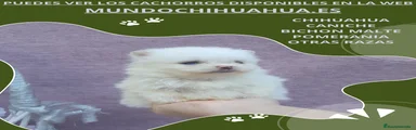 Pomerania Cachorro 3