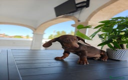 Teckel perros en venta: Teckel - Imagen 10