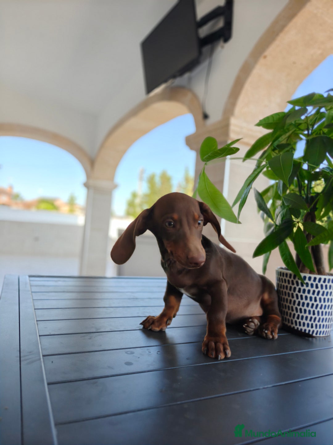 Teckel perros en venta: Teckel - Imagen 10