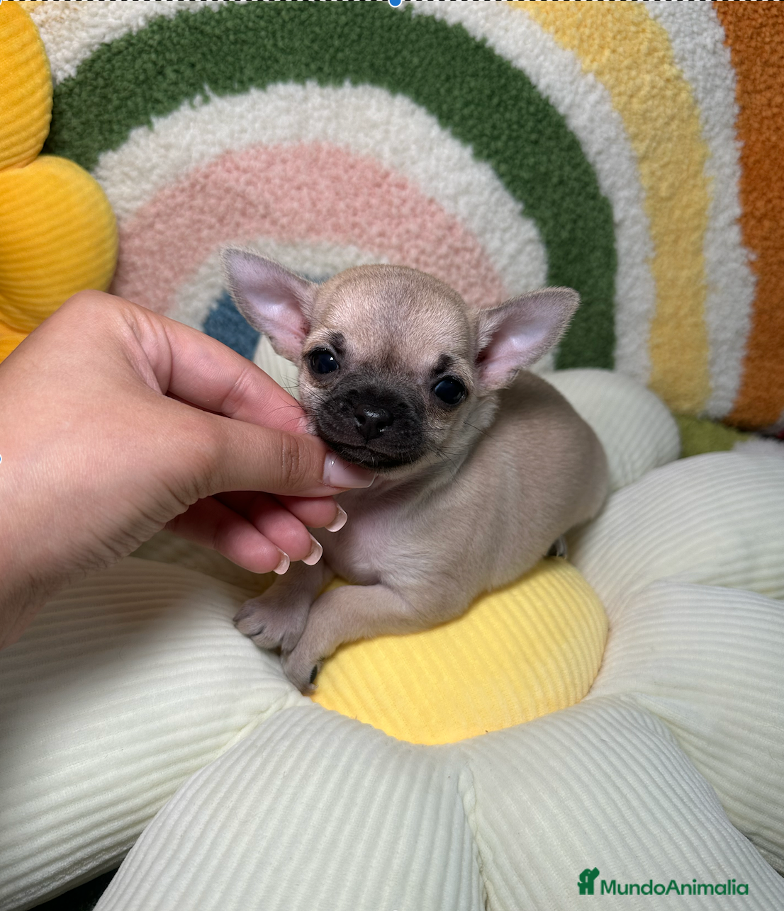 Chihuahua perros Chihuahua Toy Macho - Anuncio 2