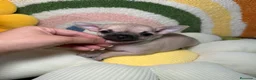 Chihuahua perros en venta: Chihuahua Toy Macho - Anuncio 1
