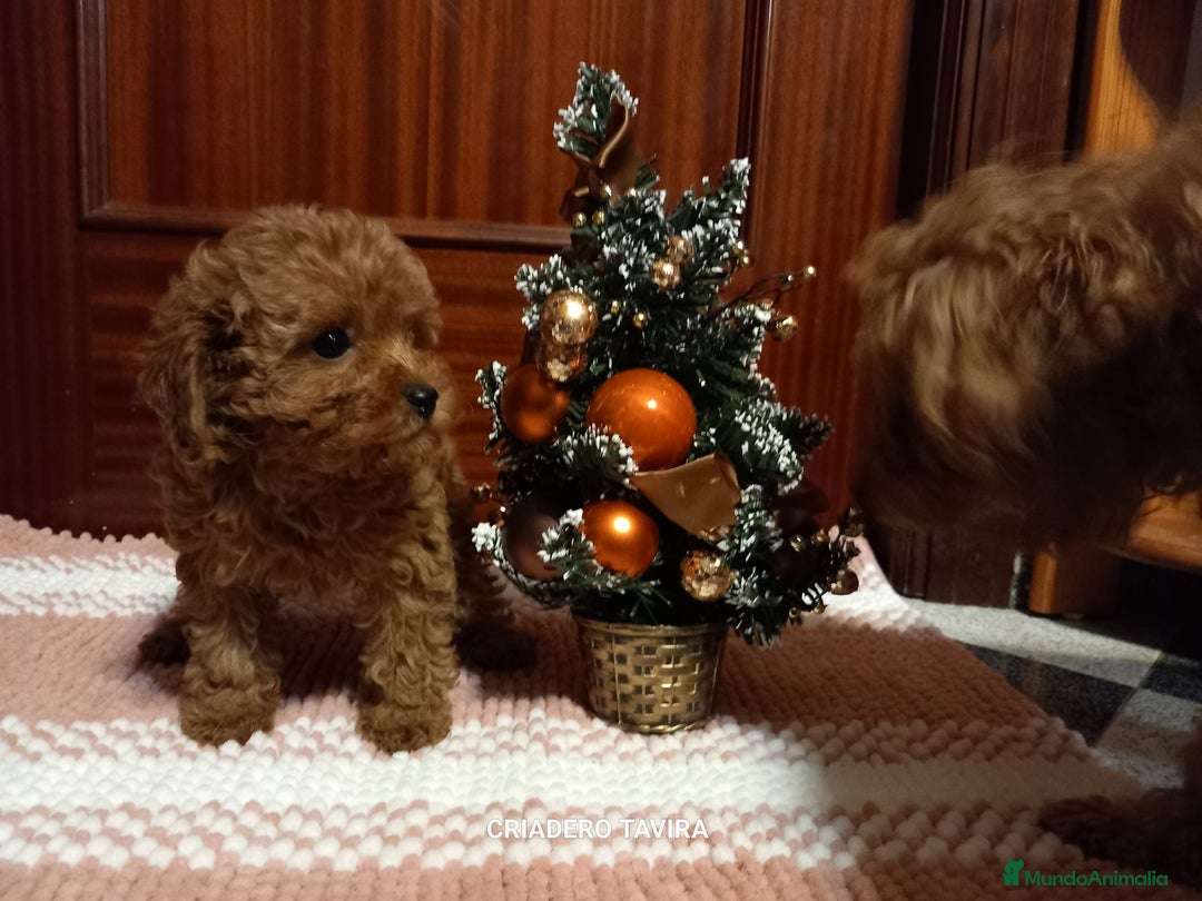 Caniche Toy perros en venta: Cachorrita caniche mini toy roja - Anuncio 1