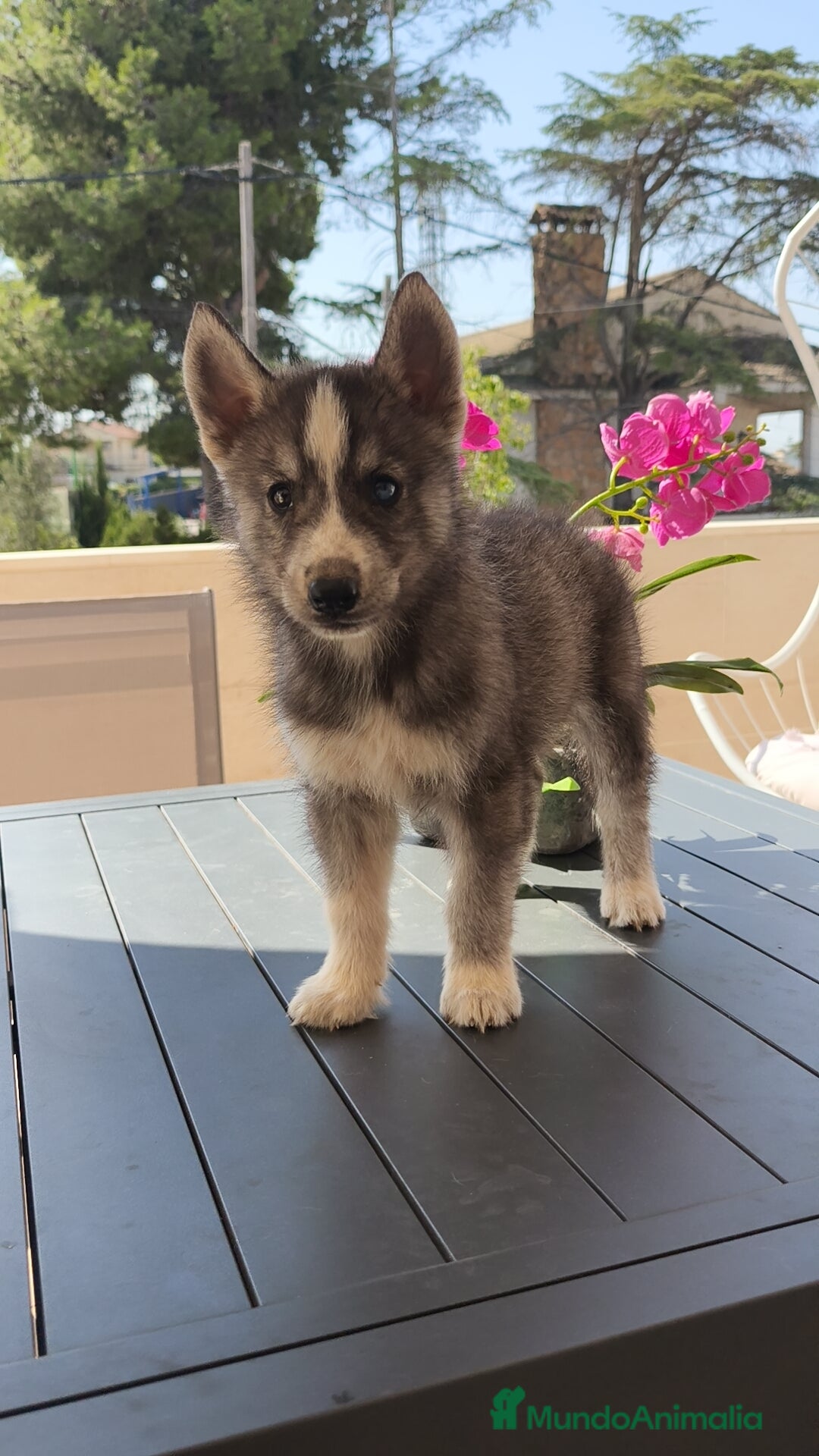 Husky Siberiano perros en venta: Husky siberiano ♀️♂️ - Imagen 3