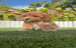 Caniche Toy perros en venta: CANICHE TOY MACHO - Imagen 15