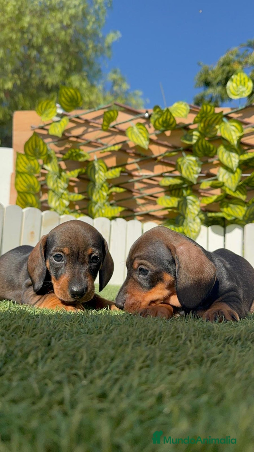 Teckel Miniatura perros en venta: TECKEL MINIATURA - Imagen 15